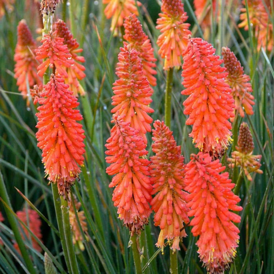 Outdoor Plants * | Cheap 2.50 Qt. Pot Poker Face Torch Lily (Kniphofia) Orange Flowers Live Potted Perennial Plant (1-Pack) By Spring Hill Nurseries