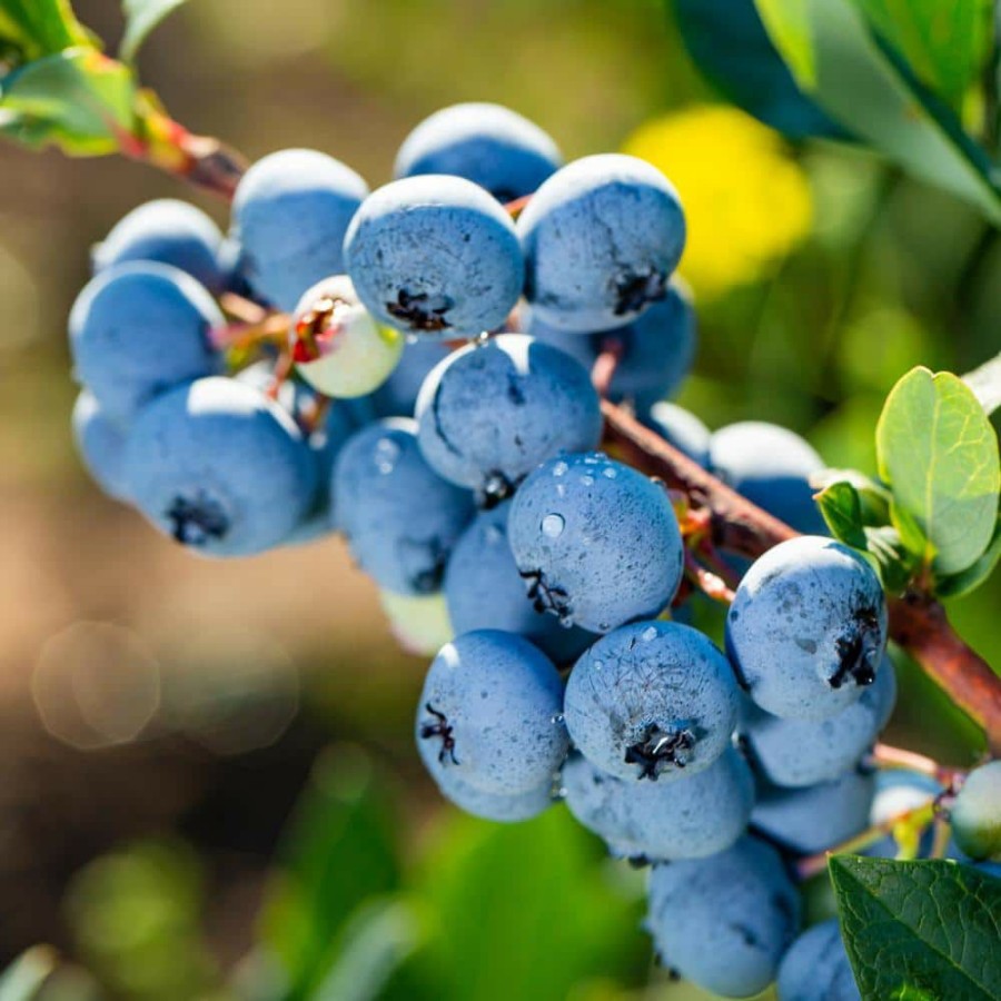 Outdoor Plants * | Hot Sale 5 Gal. Powder Blue Blueberry Plant Potted By Unbranded