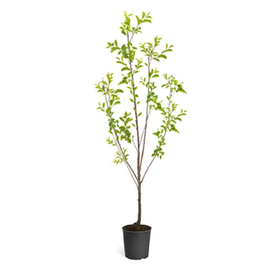 Outdoor Plants * | Cheapest Bing Cherry Tree By Brighter Blooms