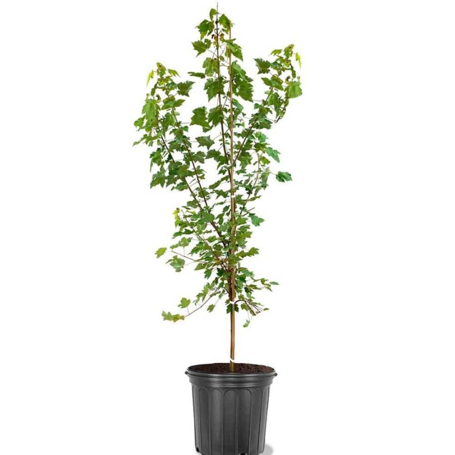 Outdoor Plants * | Outlet #5 Pot October Glory Maple Tree By Unbranded