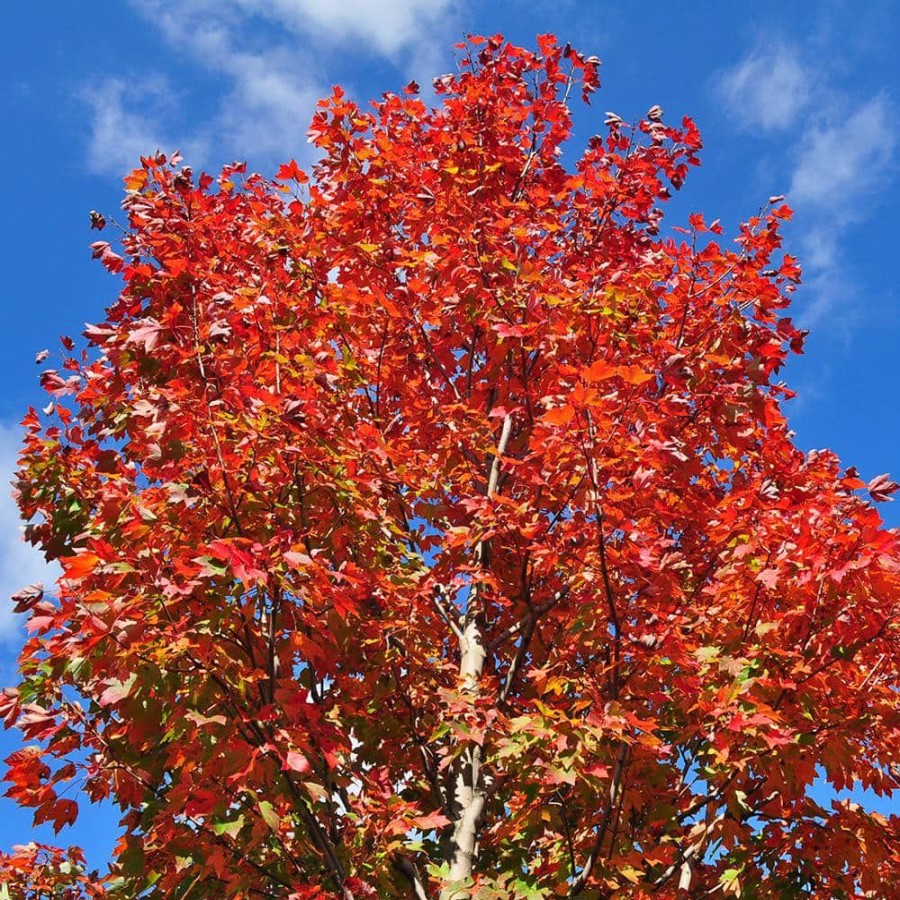 Outdoor Plants * | Outlet #5 Pot October Glory Maple Tree By Unbranded